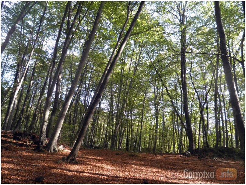 Fageda d'en Jordà