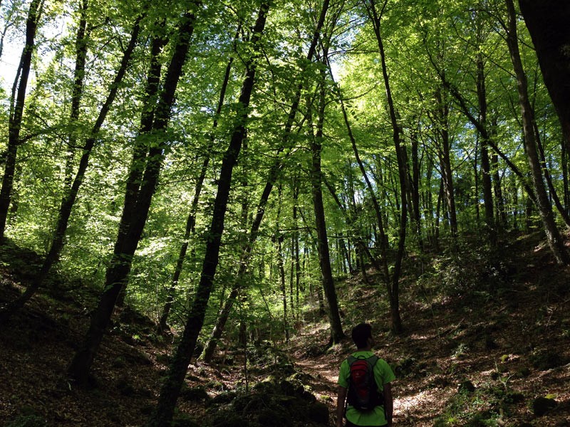 Benavent 2016 fageda