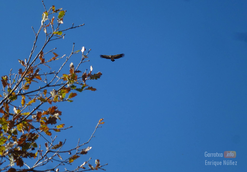 Aguila