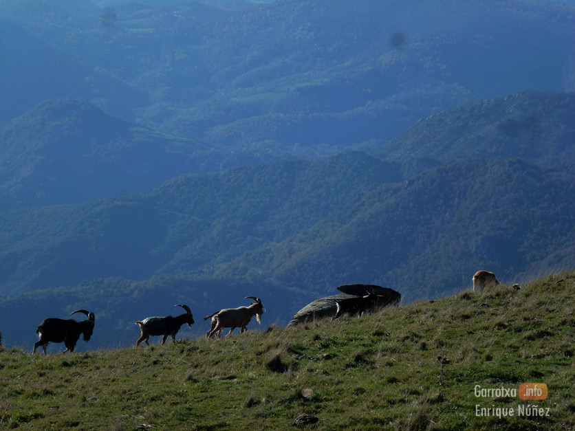 Cabres al Comanegra