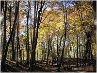 La fageda