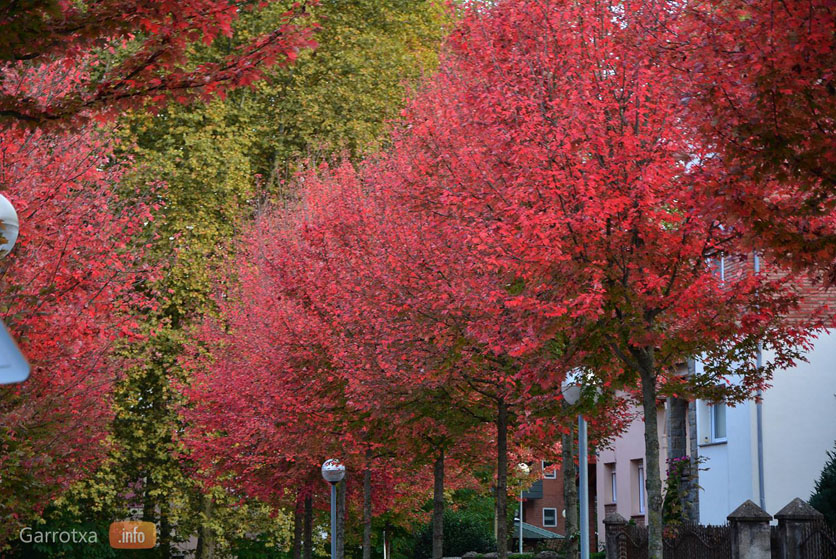 Olot en colors