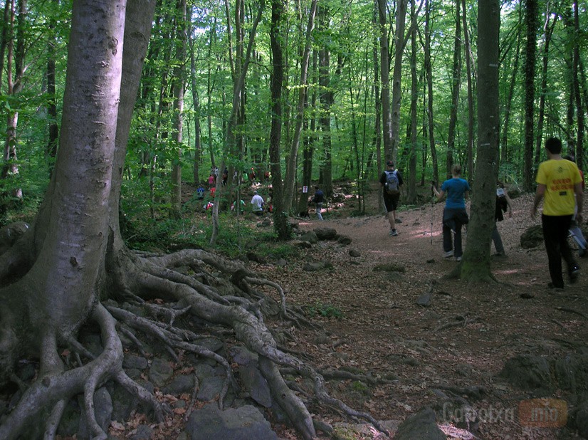 La cursa a la fageda caminant